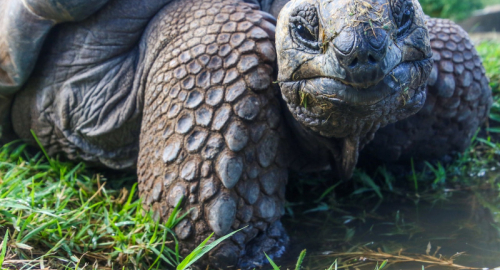 L'Immortalità della Tartaruga di Galápagos: Un Mistero Svelato